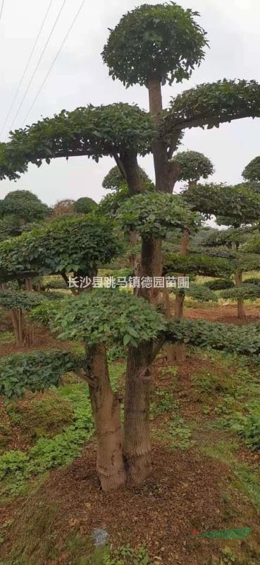 清田處理一批20-30-40公分的造型小葉女貞，數(shù)量80棵，統(tǒng)一批發(fā)價