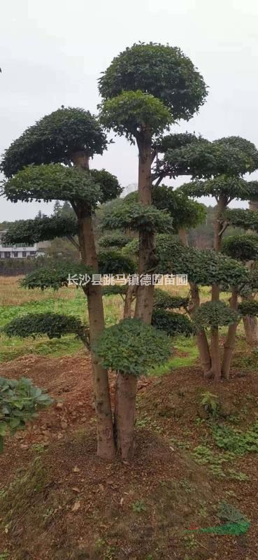 清田處理一批20-30-40公分的造型小葉女貞，數(shù)量80棵，統(tǒng)一批發(fā)價