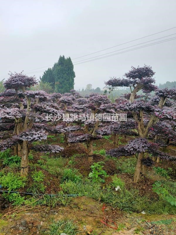 造型紅花繼木樁清田處理，數(shù)量100棵，單桿多桿都有