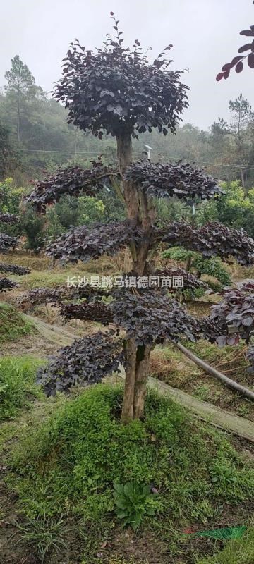 造型紅花繼木樁清田處理，數(shù)量100棵，單桿多桿都有