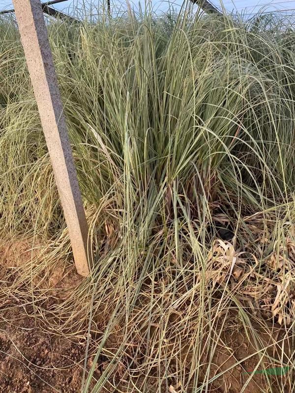 花叶蒲苇自产自销 花叶蒲苇种植基地 花叶蒲苇