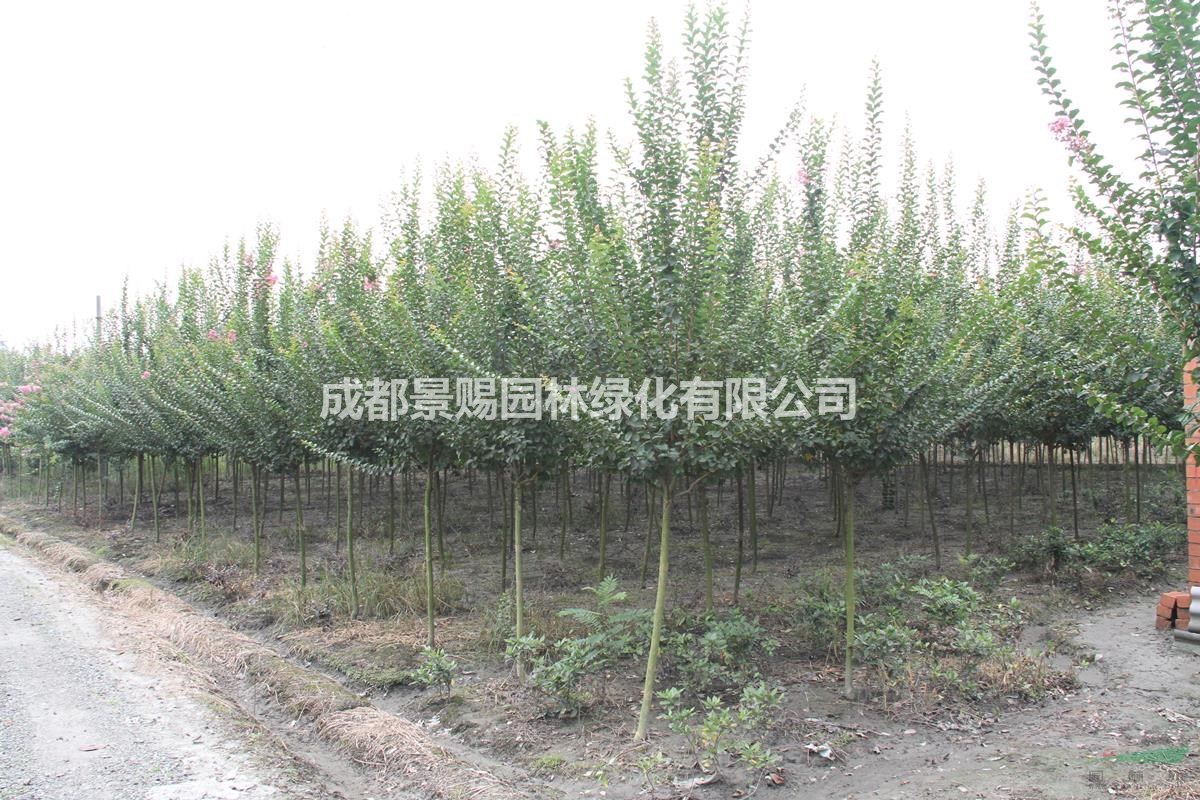 紫薇5公分工程苗，紫薇批發價格，紫薇供貨商