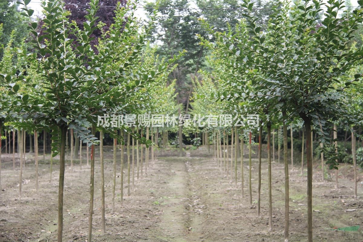 紫薇5公分工程苗，紫薇批發價格，紫薇供貨商