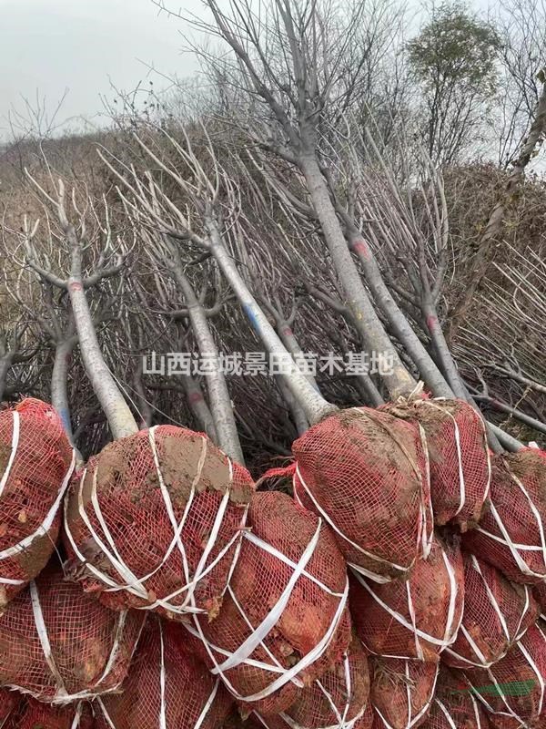 山西紅葉李基地·地徑10到15公分紅葉李價(jià)格20公分紅葉李多少錢