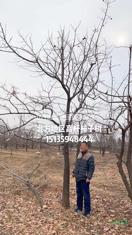 柿子樹價格是多少錢？一棵直徑12公分的柿子樹市場價格