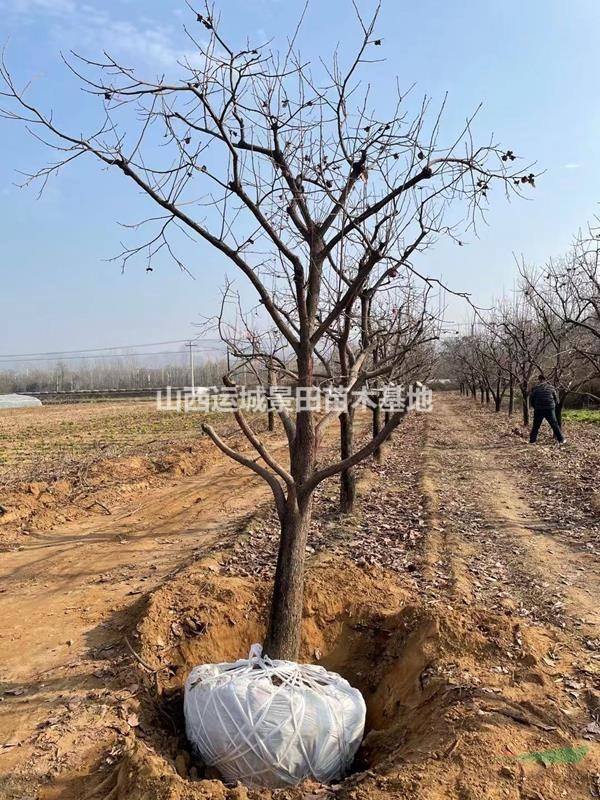 柿子樹價格，直徑20到30公分柿子樹價格，25公分柿子樹基地