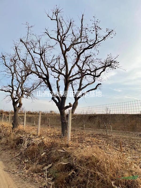 柿子樹價格，直徑20到30公分柿子樹價格，25公分柿子樹基地