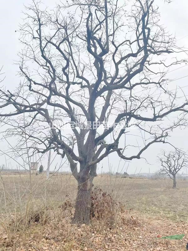 柿子樹價格，直徑20到30公分柿子樹價格，25公分柿子樹基地