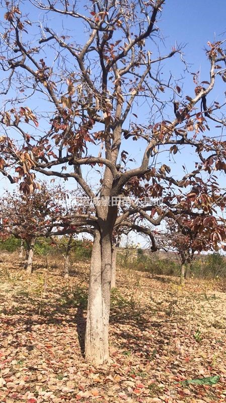 供應直徑20公分柿子樹價格，30公分高分枝柿子樹基地價格