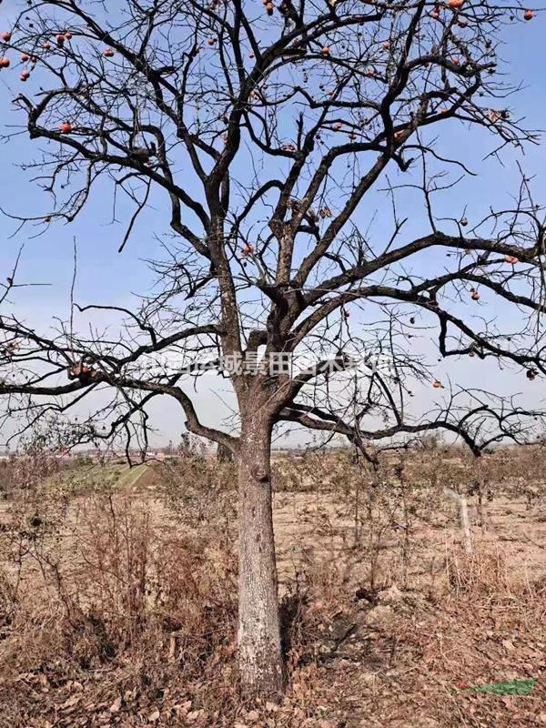 供應直徑20公分柿子樹價格，30公分高分枝柿子樹基地價格
