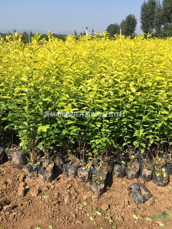 金叶女贞自产自销  金叶女贞种植基地金叶女贞批发价格