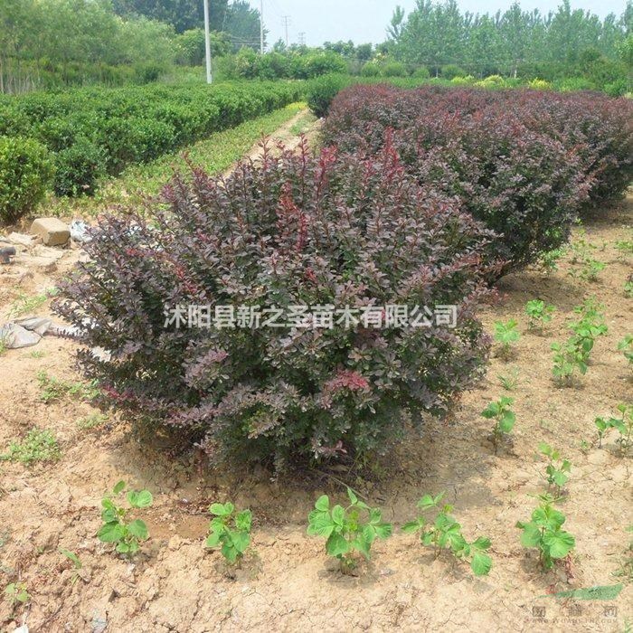 紅葉小檗球直銷--歡迎訂購