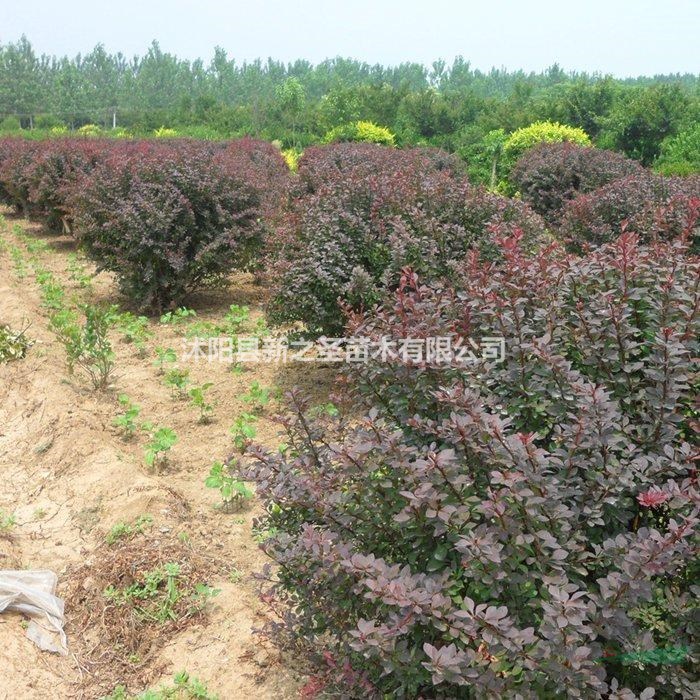 红叶小檗球直销--欢迎订购