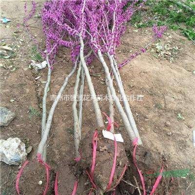 紫荊種植基地 紫荊自產(chǎn)自銷 紫荊批發(fā)價(jià)格