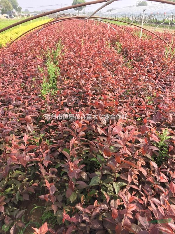 密枝红叶李自产自销  密枝红叶李批发价格种植基地