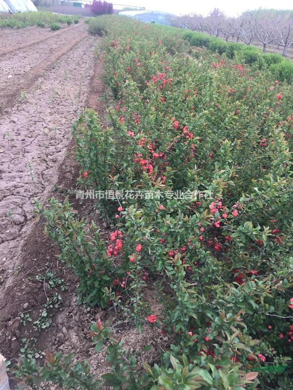 贴梗海棠自产自销  贴梗海棠种植基地  贴梗海棠批发价格