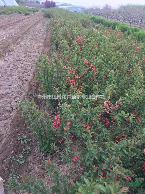 贴梗海棠自产自销  贴梗海棠种植基地  贴梗海棠批发价格