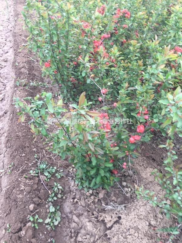 贴梗海棠自产自销  贴梗海棠种植基地  贴梗海棠批发价格