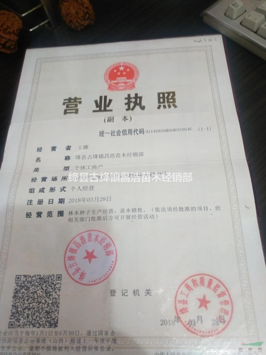 哪里有3年翅果油樹苗？3年翅果油樹苗多少錢一棵？