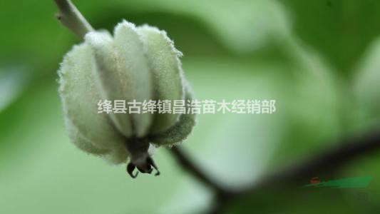 哪里有3年翅果油樹苗？3年翅果油樹苗多少錢一棵？