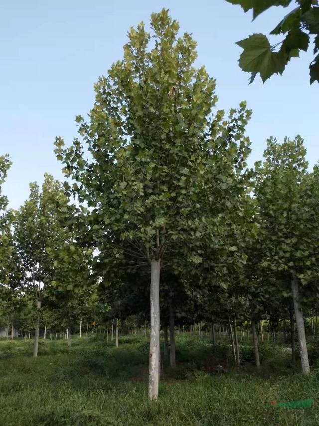 法桐價(jià)格今年山東法桐價(jià)格，大量批發(fā)各種規(guī)格優(yōu)質(zhì)法桐