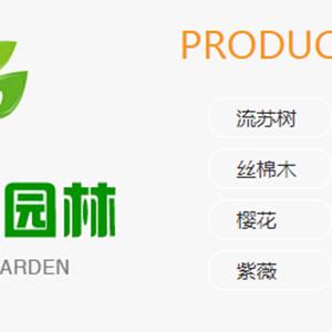 供應(yīng)流蘇樹 玉蘭 絲棉木