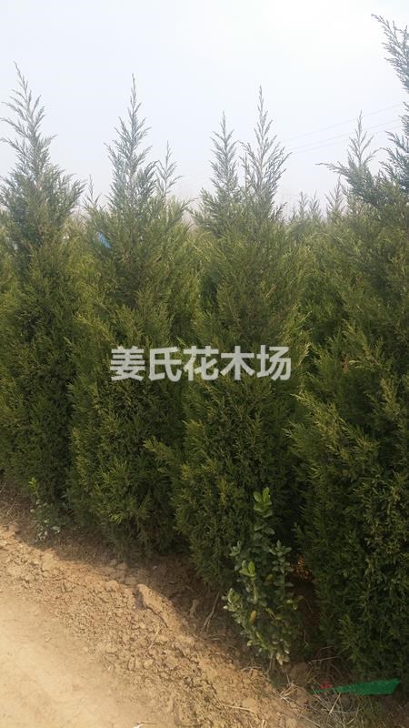 蜀檜柏塔柏刺柏地柏苗綠化帶工程用苗蜀檜造林樹苗