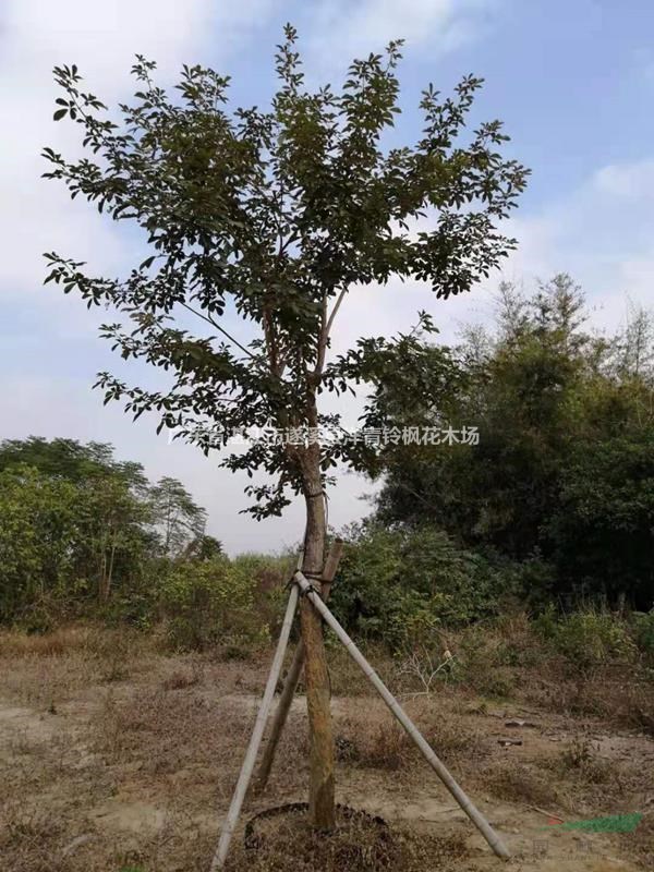 13分黄花分铃木（多花）