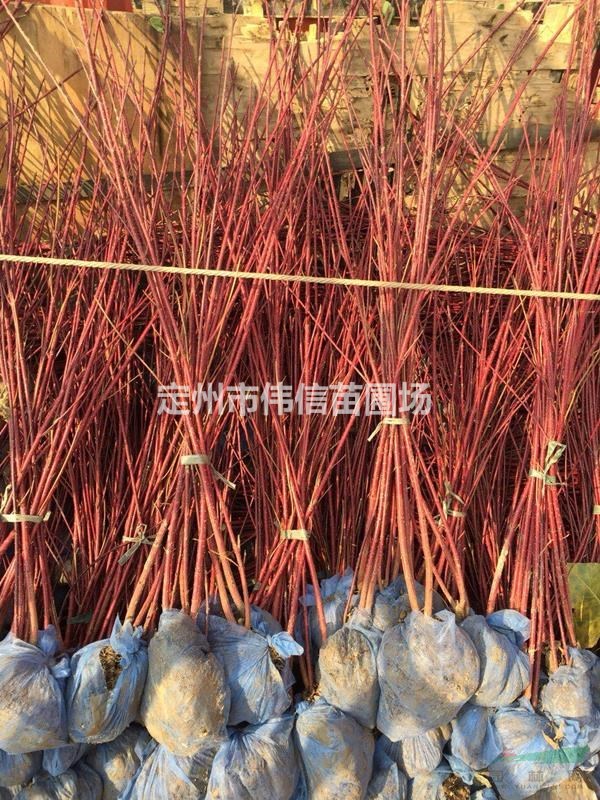 紅瑞木介紹，定州紅瑞木，保定紅瑞木，河北紅瑞木，紅瑞木價格