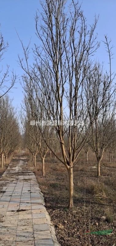 浙江苗圃基地直銷各種規(guī)格種類紫薇