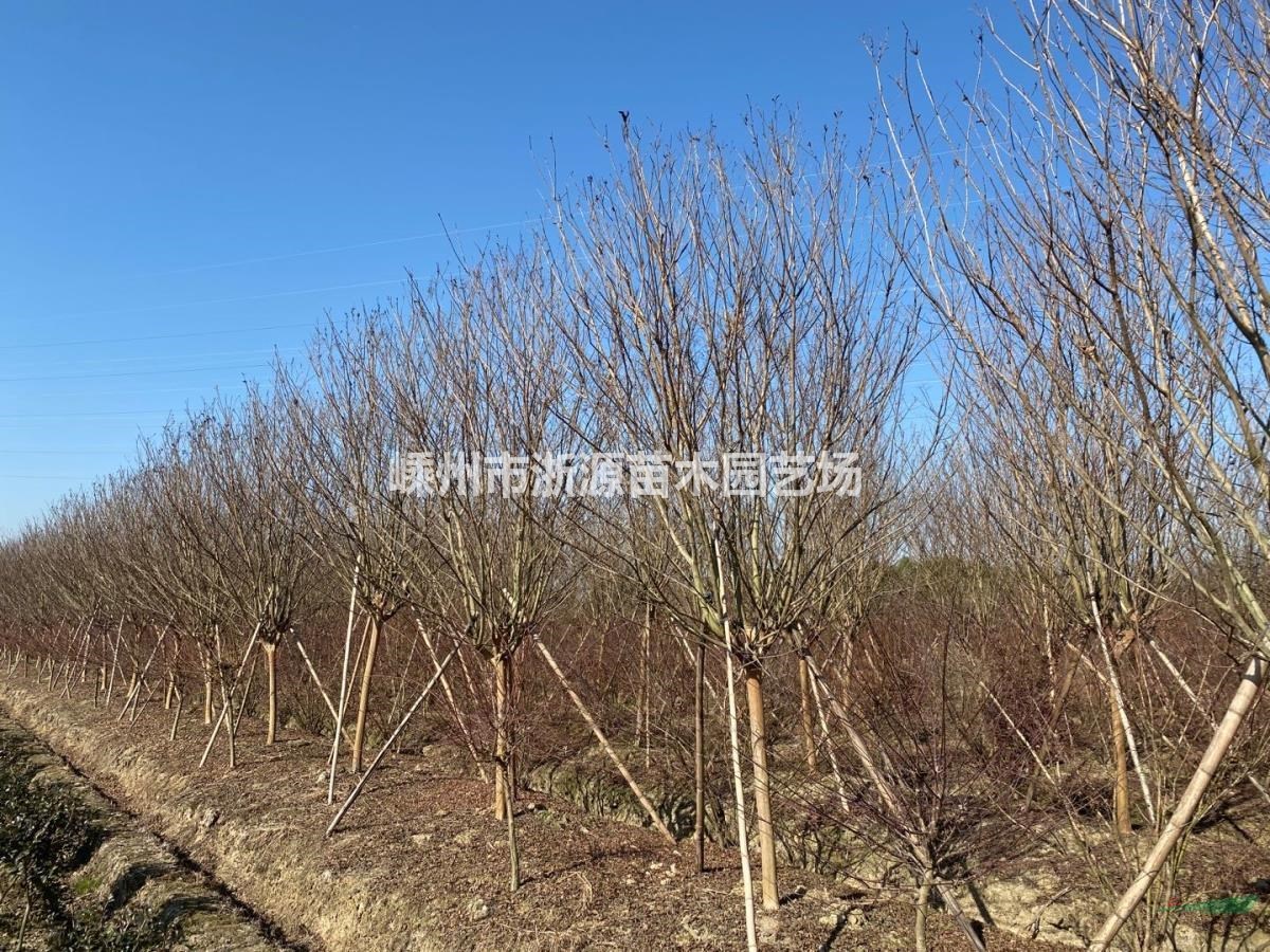浙江苗圃基地直銷各種規(guī)格種類紫薇