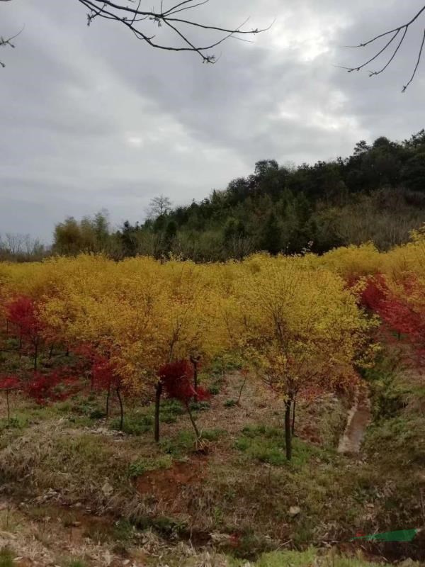 浙江苗圃基地直銷各種規(guī)格黃金楓