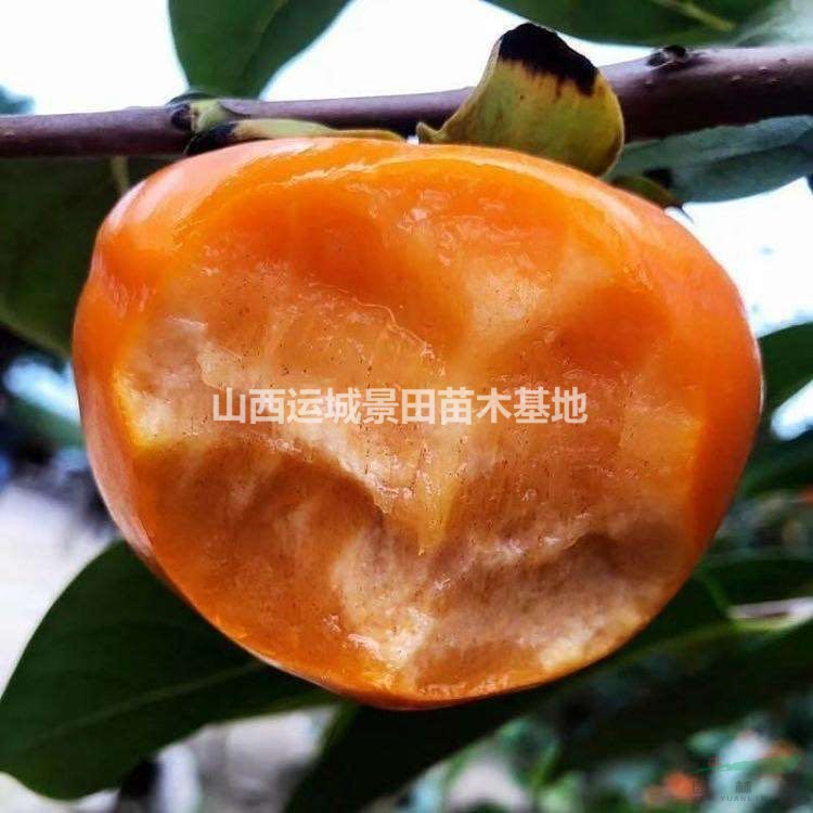 地徑35公分柿子樹=米徑30公分柿子樹=山西柿子樹基地價(jià)格
