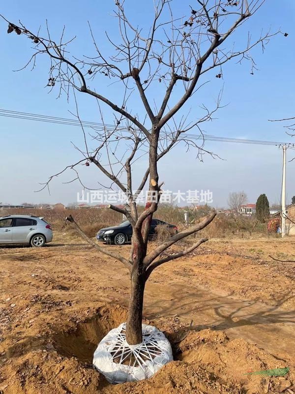 柿子樹基地，山西柿樹苗產地，運城長景園林綠化批發柿子樹
