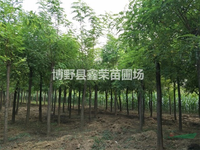 6、7、8公分刺槐多少錢一棵-精品苗木