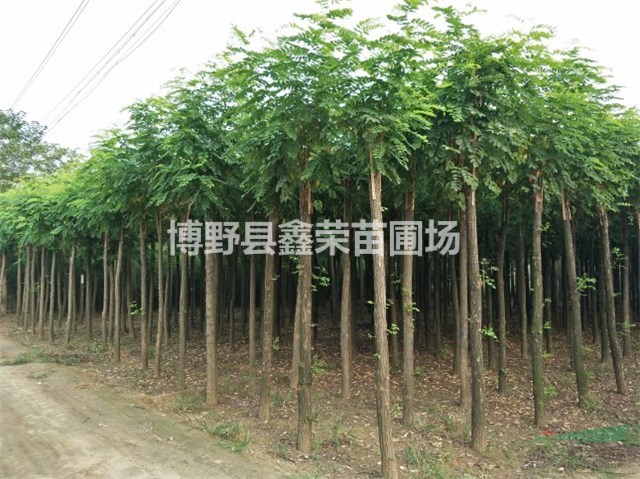 6、7、8公分紅花槐供應(yīng)點(diǎn)-河北