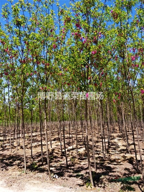8、9、10公分紅花槐國家供應(yīng)商-博野