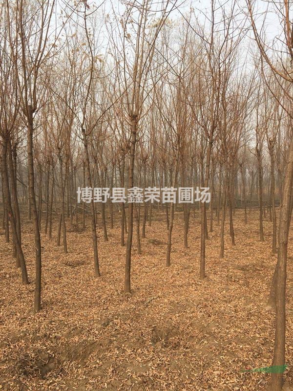 8、9、10公分洋槐哪里優(yōu)惠-保定