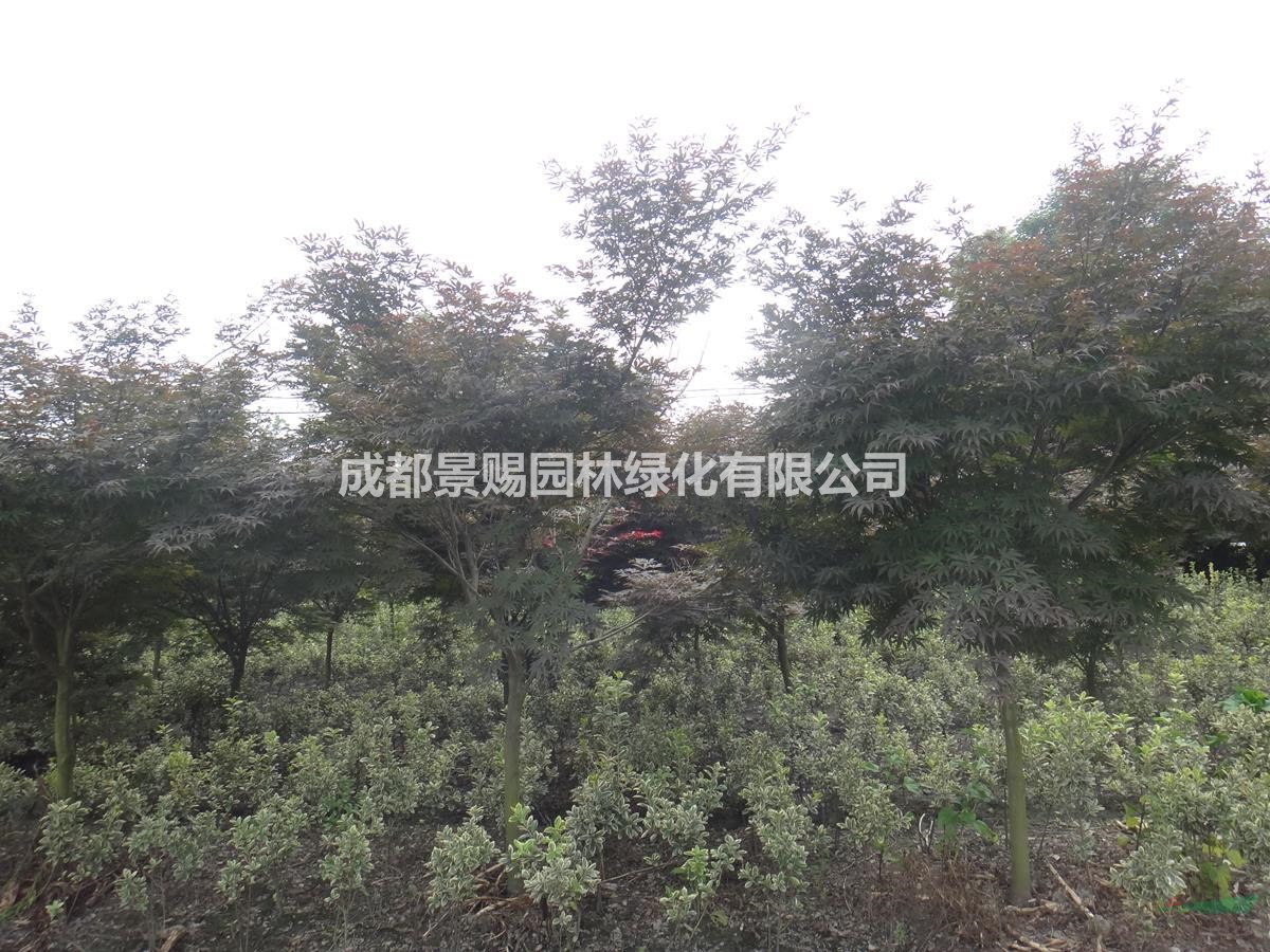 日本紅楓，紅楓基地，4-5公分紅楓