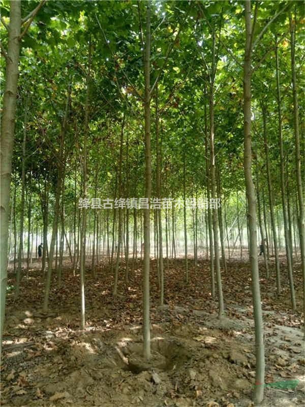 目前法桐多少錢一棵？5公分，8公分，10公分法桐多少錢一棵？