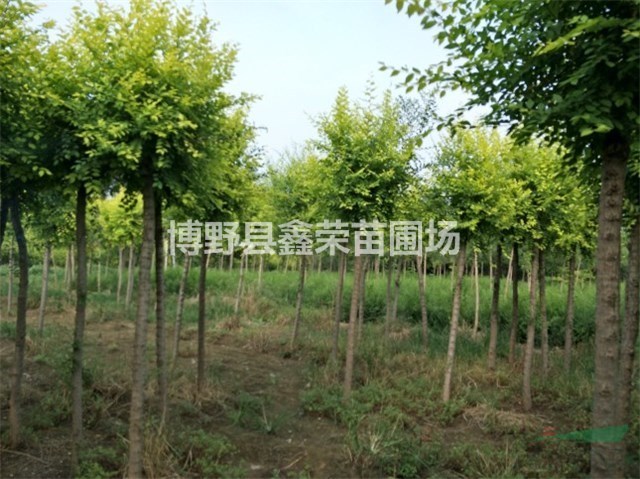 10、11、12公分金葉榆哪里便宜-苗圃場