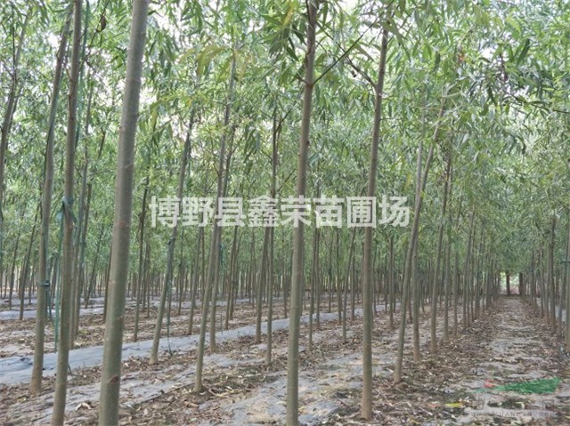 13、14、15公分速生柳價(jià)格是多少-在線咨詢