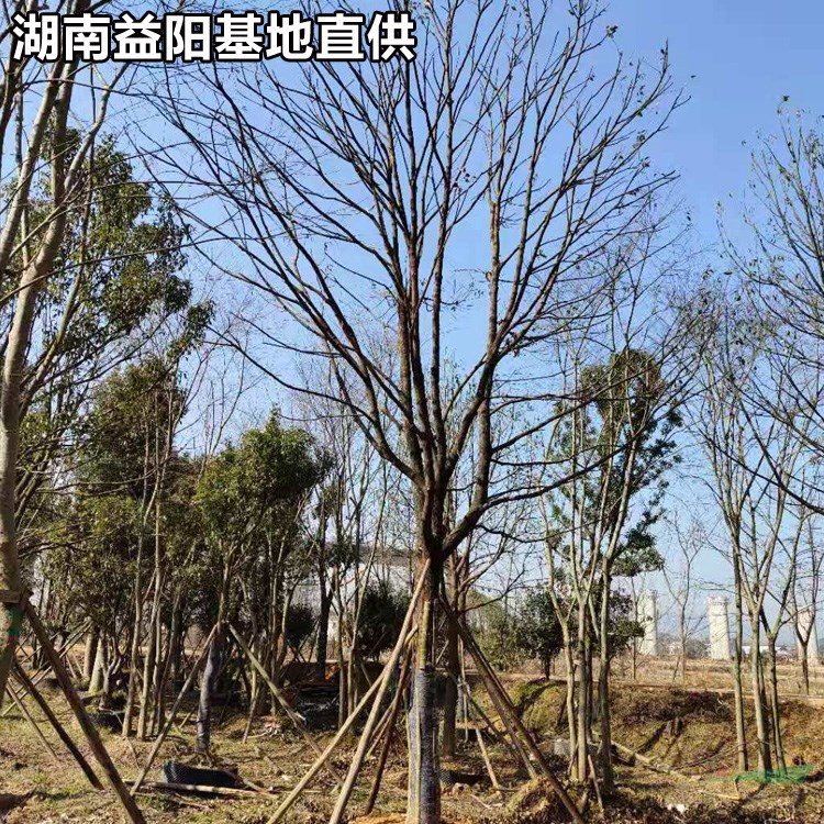 全冠香樟基地價(jià)格22-25-28-30-35公分香樟