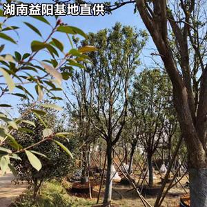 4-40公分全冠香樟 湖南益陽(yáng)香樟基地批發(fā)價(jià)格