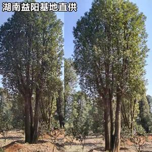 湖南益陽(yáng)香樟基地批發(fā)4/6/8/10公分多桿香樟