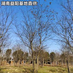 湖南益陽叢生樸樹基地價格 22-25-28-30-35公分樸樹