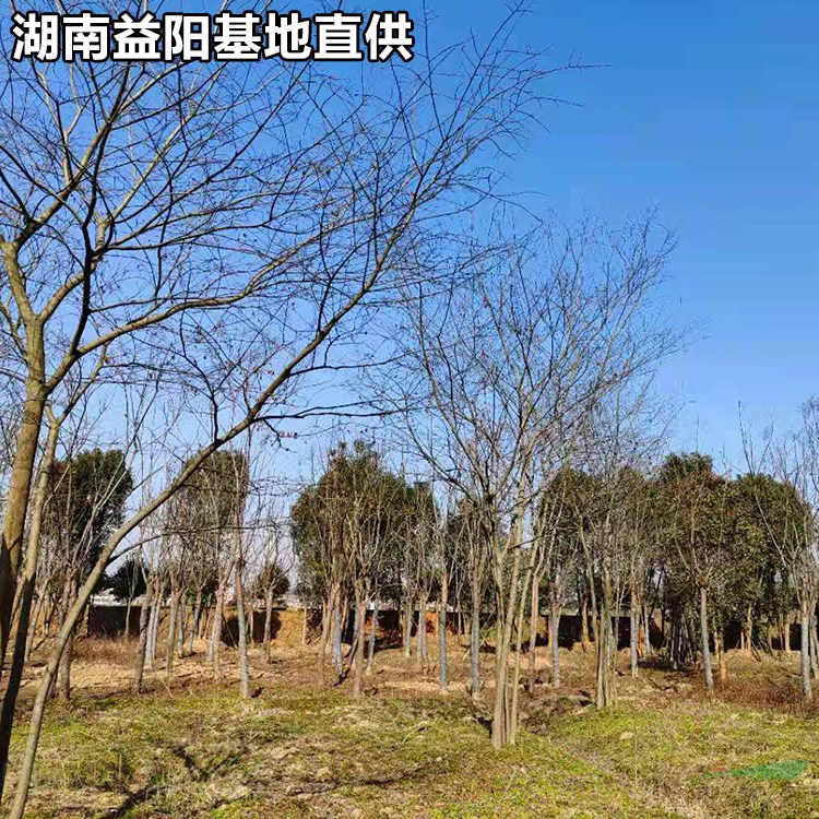 湖南益陽(yáng)叢生樸樹(shù)基地價(jià)格 22-25-28-30-35公分樸樹(shù)