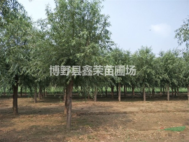 6、7、8公分饅頭柳生產(chǎn)商-出售