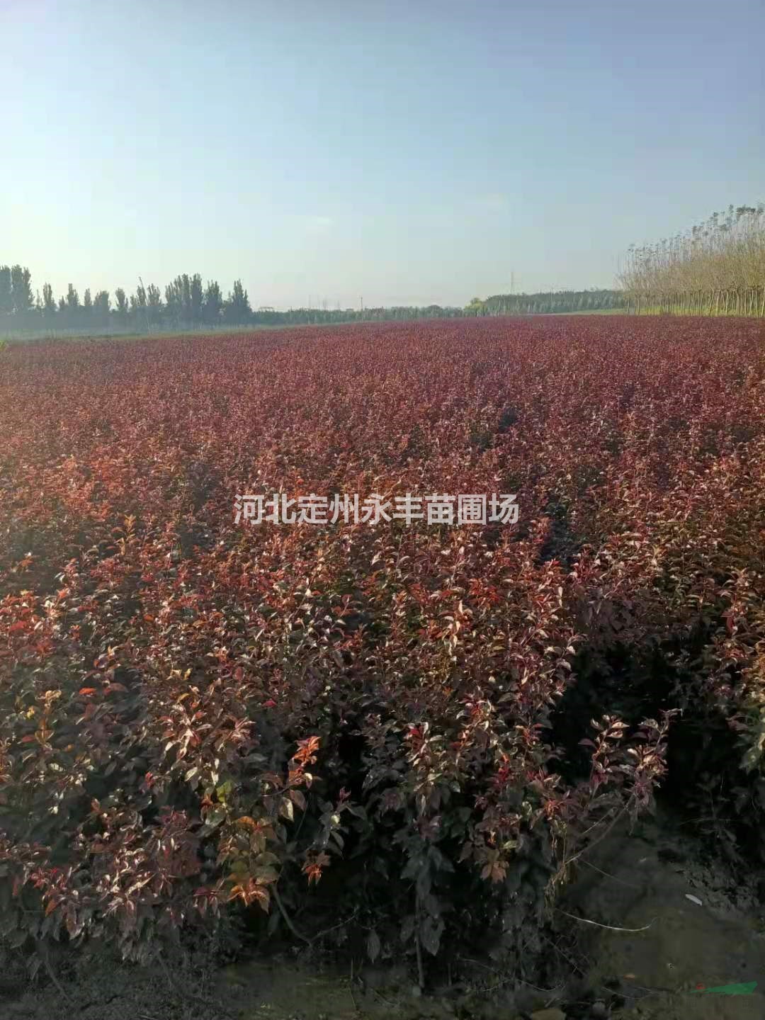 定州密枝紅葉李球，密枝紅葉李價(jià)格*選永豐苗圃