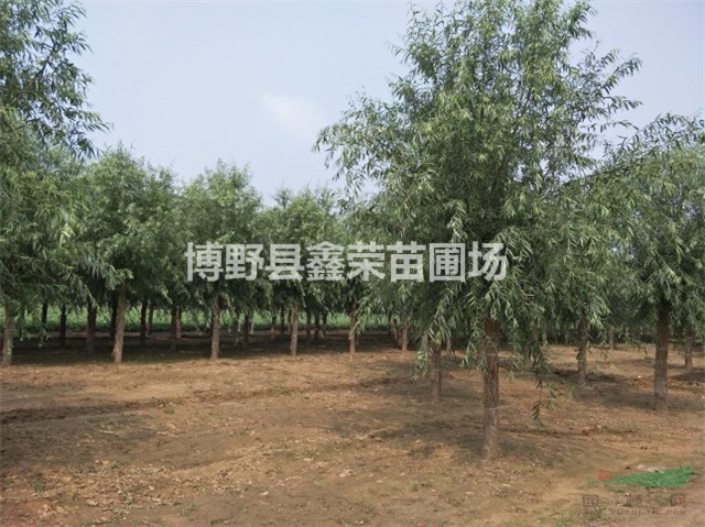 8、9、10公分饅頭柳生產(chǎn)基地-供應(yīng)